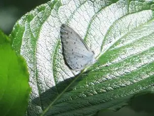 小山内裏公園220528ルリシジ_01
