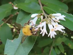小山内裏公園220528コマルハナバチ_02
