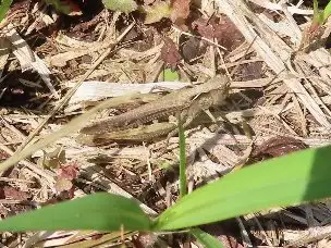 小山内裏公園220528ヒナバッタ_04