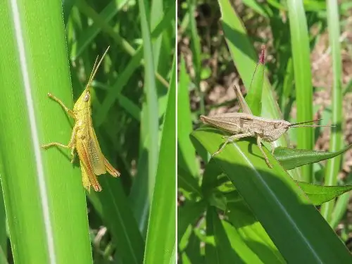 小山内裏公園220528ナキイナゴ_05