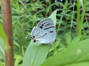 小山内裏公園220603ミズイロオナガシジミ_01