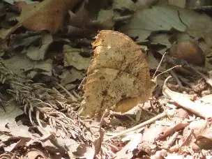 小山内裏公園220603クロコノマチョウ_02