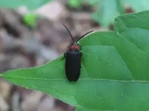 小山内裏公園220603ムネクリイロボタル_03