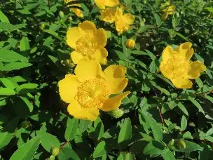 小山内裏公園220603キンシバイ (1)_01