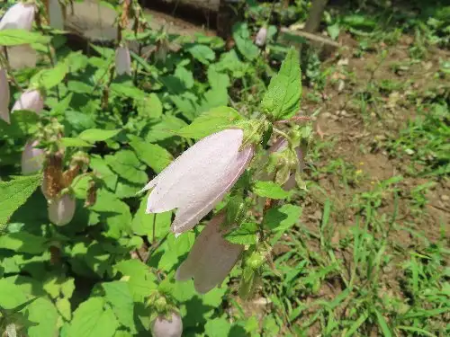 小山内裏公園220603ホタルブクロ (1)_05