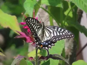 小山内裏公園220612アゲハチョウ (2)_01