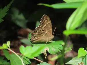 小山内裏公園220612ヒカゲチョウ_03