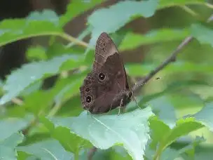 小山内裏公園220612クロヒカゲ_04