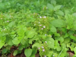 小山内裏公園220620トウバナ (1)_04