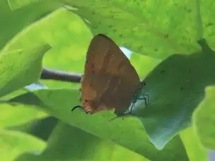 小山内裏公園220620アカシジミ)_01