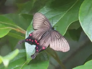小山内裏公園220620アゲハモドキ_03