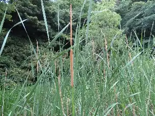 小山内裏公園220704ヒメガマ (1)_04