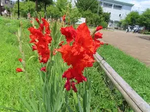 小山内裏公園220711グラジオラス (1)_01
