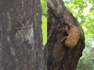 小山内裏公園220711ニイニイゼミ1_01