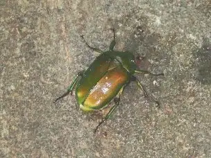 小山内裏公園220711カナブン_02