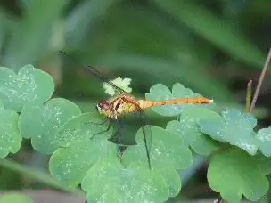 小山内裏公園220711マユタテアカネ_03