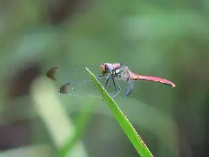 小山内裏公園220711リスアカネ_04