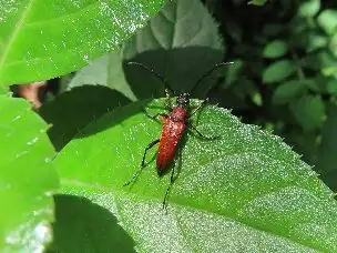 小山内裏公園220717アカハナカミキリ_04