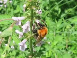 小山内裏公園220717トラマルハナバチ_02