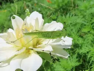 小山内裏公園220717ツユムシ_03