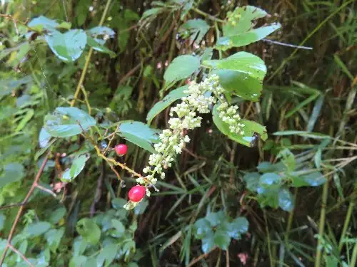 小山内裏公園220717クマヤナギ (1)_05