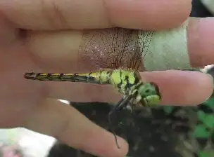 小山内裏公園220724ナツアカネ_03