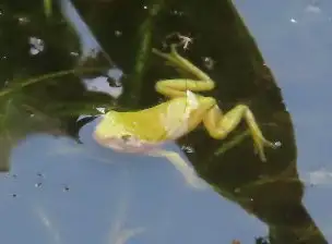 小山内裏公園220724シュレーゲルアオガエル_04