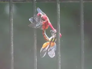 小山内裏公園220727ネキトンボ_03