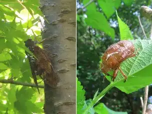 小山内裏公園220727アブラゼミ_04