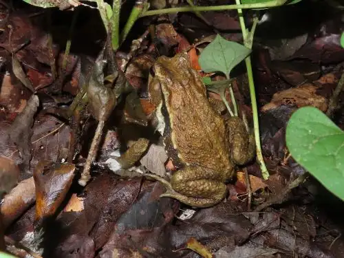 小山内裏公園220727アズマヒキガエル (2)_05