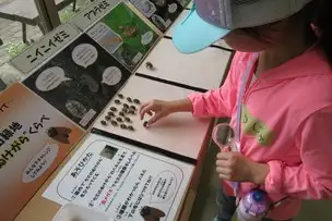 セミ‗種類を調べる_03