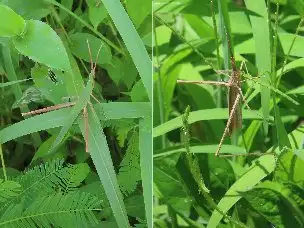 小山内裏公園220802ショウリョウバッタ_01