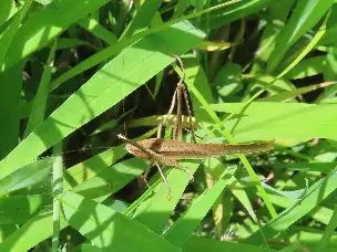 小山内裏公園220802クサキリ_02