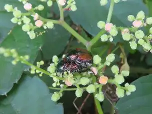 小山内裏公園220802マメコガネ_04