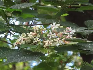 小山内裏公園220802クサギ (1)_03