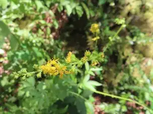 小山内裏公園220808キンミズヒキ (1)_01