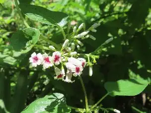 小山内裏公園220808ヘクソカズラ (1)_02