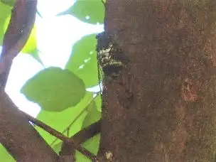 小山内裏公園220808ミンミンゼミ_01