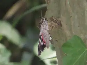 小山内裏公園220808オニベニシタバ_02