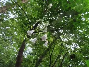 小山内裏公園220816ツリガネニンジン (1)_01