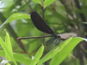 小山内裏公園220816ハグロトンボ_02
