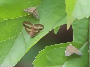 小山内裏公園220816ベッコウハゴロモ、アミガサハゴロモ_03