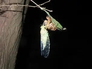 小山内裏公園220819ツクツクボウシ羽化_01