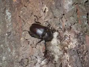 小山内裏公園220819カブトムシ_04