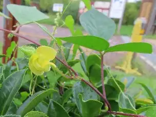 小山内裏公園220902ヤブツルアズキ (1)-_01