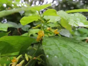 小山内裏公園220902トキリマメ (1)_02