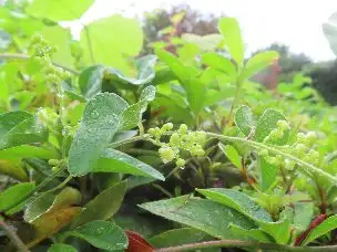 小山内裏公園220902アオツヅラフジ (1)_04