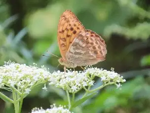 小山内裏公園220913ミドリヒョウモン_01
