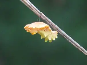 小山内裏公園220913ジャコウアゲハさなぎ_04