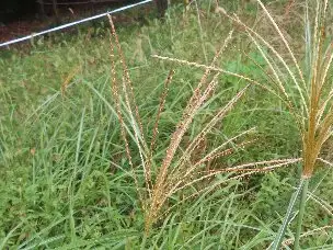 小山内裏公園221003ススキ (2)_03